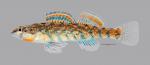 Etheostoma uniporum Current Darter 1102ws