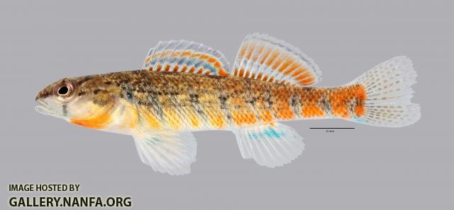 Etheostoma uniporum Current Darter 1091ws