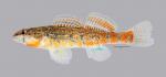 Etheostoma uniporum Current Darter 1091ws