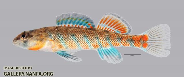 Etheostoma uniporum Current Darter 1048ws