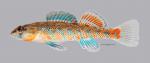 Etheostoma uniporum Current Darter 1048ws