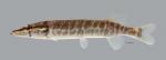 Esox americanus Redfin Pickerel 1196ws