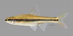 Notropis chalybaeus Ironcolor Shiner 906ws