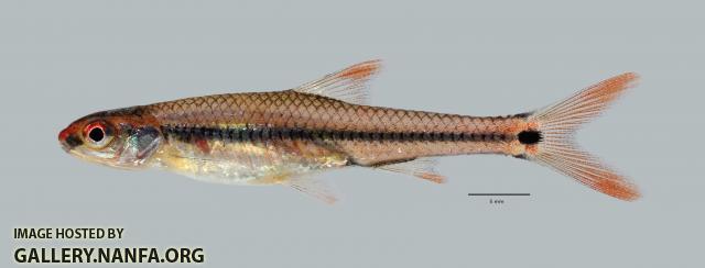 Notropis maculatus Taillight Shiner 456ws