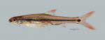 Notropis maculatus Taillight Shiner 456ws