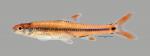 Notropis maculatus Taillight Shiner 1709ws