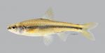 Notropis texanus Weed Shiner 801ws