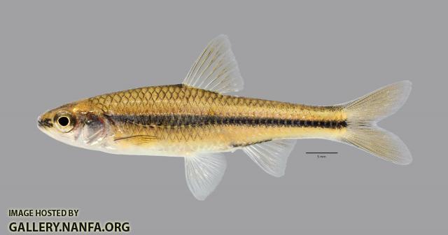 Notropis texanus Weed Shiner 1234ws