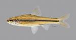 Notropis texanus Weed Shiner 1234ws