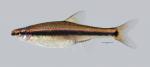 Pteronotropis hubbsi Bluehead Shiner 412ws