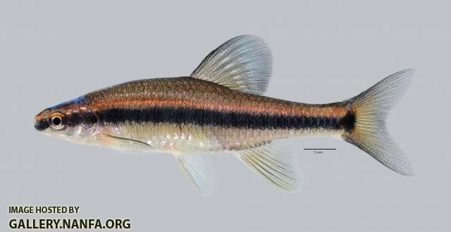 Pteronotropis hubbsi Bluehead Shiner 489ws