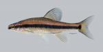 Pteronotropis hubbsi Bluehead Shiner 489ws