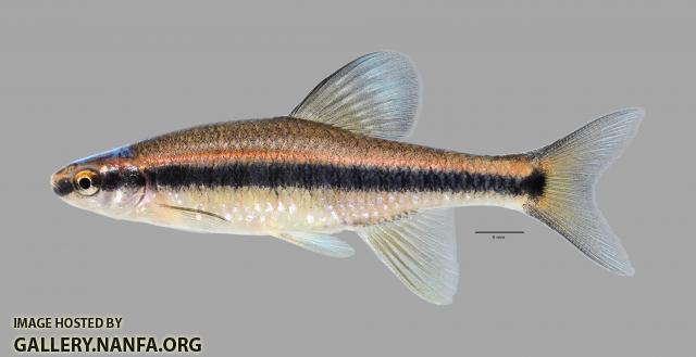 Pteronotropis hubbsi Bluehead Shiner 549ws