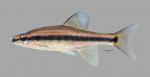 Pteronotropis hubbsi Bluehead Shiner 549ws