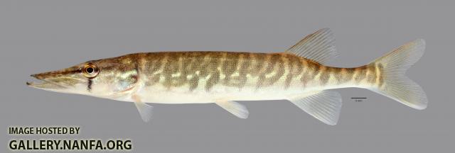 Esox niger Chain Pickerel 1819ws