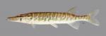 Esox niger Chain Pickerel 1819ws