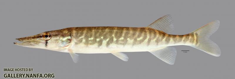 Esox niger Chain Pickerel 1819ws