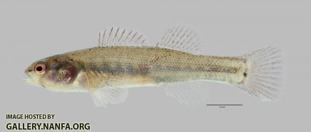 Etheostoma parvipinne Goldstripe Darter 2373ws