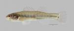 Etheostoma parvipinne Goldstripe Darter 2373ws