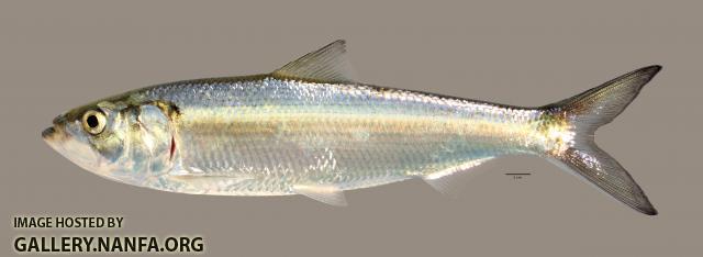 Alosa chrysochloris Skipjack Herring 3146ws