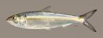 Alosa chrysochloris Skipjack Herring 3146ws