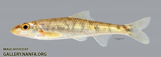 Erimystax x-punctatus Gravel Chub 2692ws