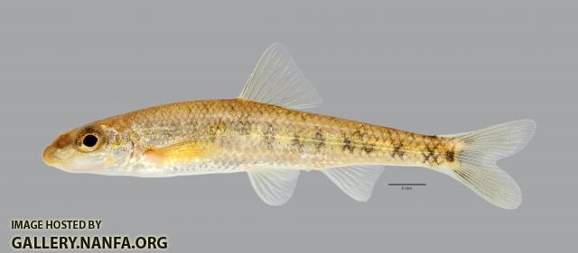 Erimystax x-punctatus Gravel Chub 2713ws