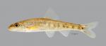 Erimystax x-punctatus Gravel Chub 2713ws