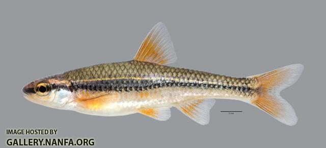 Notropis nubilus Ozark Minnow 2454ws