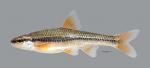 Notropis nubilus Ozark Minnow 2454ws