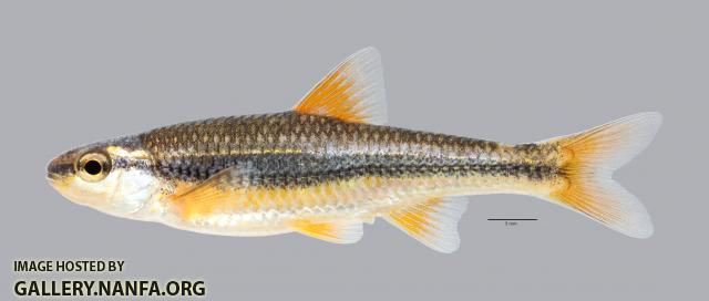 Notropis nubilus Ozark Minnow 2936ws