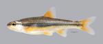 Notropis nubilus Ozark Minnow 2936ws