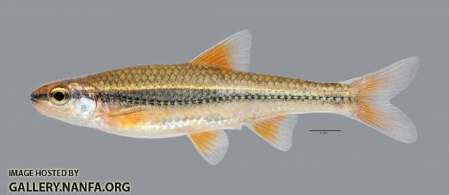 Notropis nubilus Ozark Minnow 2973ws