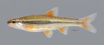 Notropis nubilus Ozark Minnow 2973ws