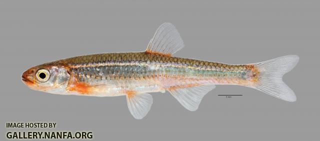 Notropis percobromus  Carmine Shiner 2603ws