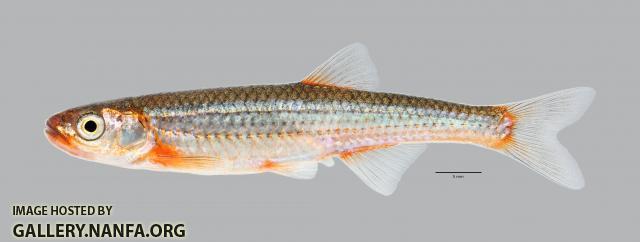 Notropis percobromus  Carmine Shiner 2849ws