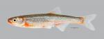 Notropis percobromus  Carmine Shiner 2849ws