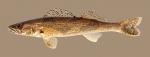 Sander canadensis Sauger 3337