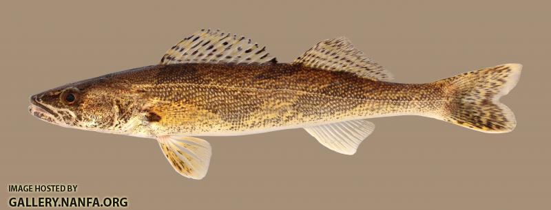 Sander canadensis Sauger 3337