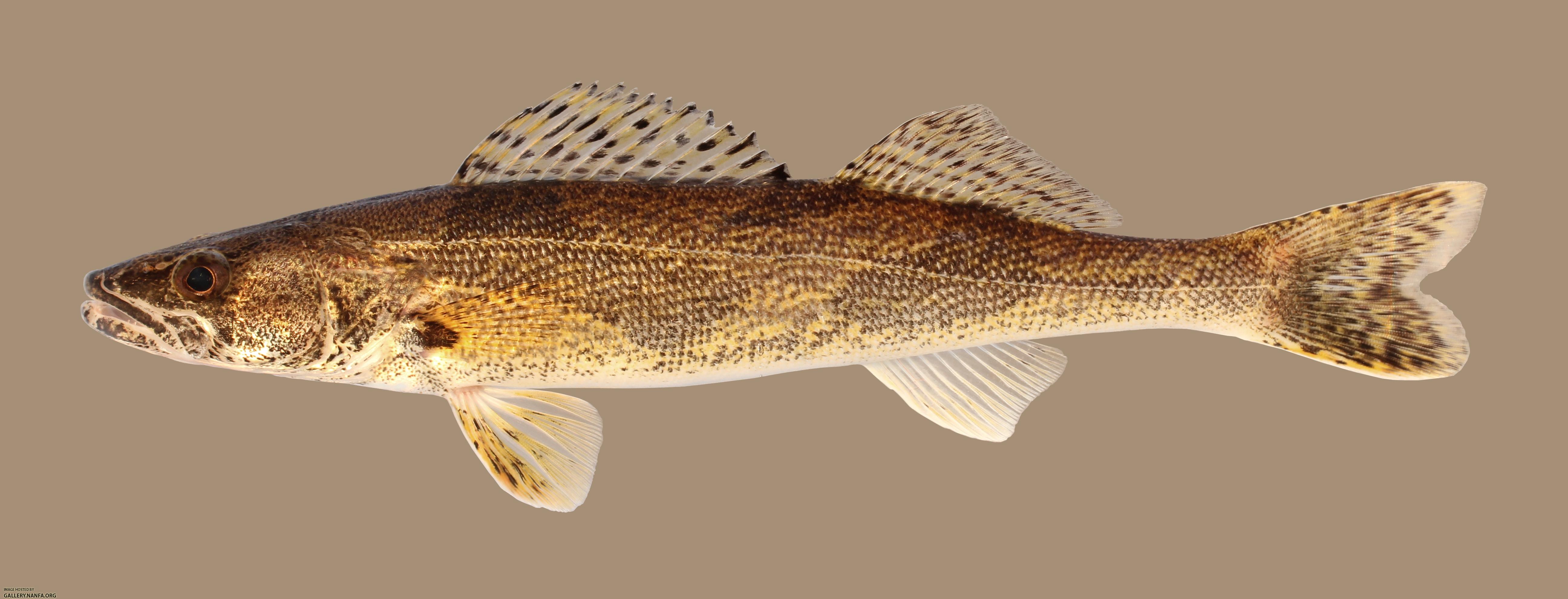 Sander canadensis Sauger 3337