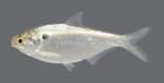 Dorosoma cepedianum Gizzard Shad 2366