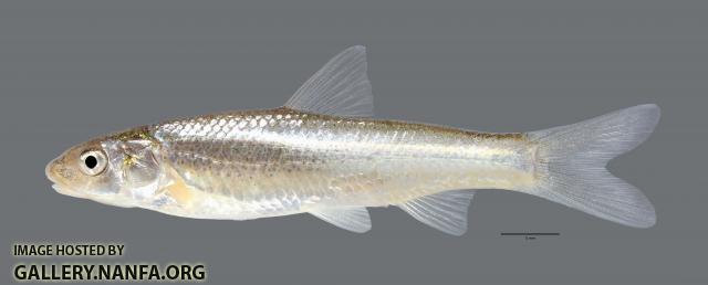 Hybognathus placitus Plains Minnow 1506WS