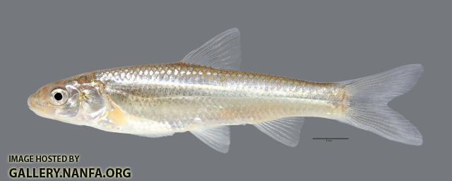 Hybognathus placitus Plains Minnow 1614WS