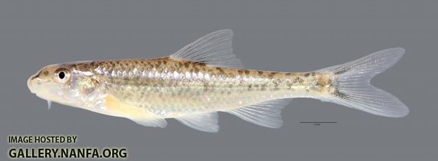 Macrhybopsis aestivalis Speckled Chub 1131WS