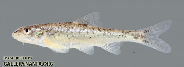 Macrhybopsis aestivalis Speckled Chub1359WS