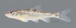 Macrhybopsis aestivalis Speckled Chub1359WS