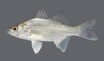 Morone chrysops White Bass 2482