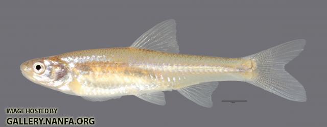 Notropis girardi Arkansas River Shiner 2789WS