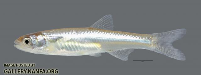 Notropis jemezanus Rio Grande Shiner WS