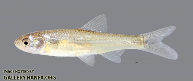 Notropis simus Bluntnose Shiner 847WS